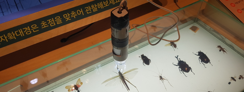 디지털현미경 곤충표본 샘플
